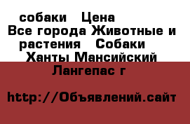 собаки › Цена ­ 2 500 - Все города Животные и растения » Собаки   . Ханты-Мансийский,Лангепас г.